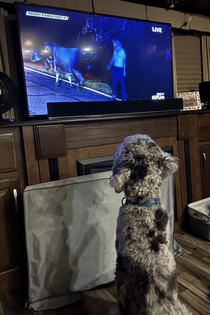 PADavis66's tweet photo. Jasper is concerned about the bulls on #OPLive #OPL100 https://t.co/hxIZvSSZa1