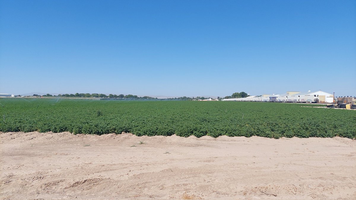 meertensmit's tweet photo. Aardappel bewaringen (4000 ton) bekeken in Idaho, Boise met #14Group vlak voor de oogst. Telen in de woestijn. En bevochtigen bij inschuren. https://t.co/wL0uQeWWMd