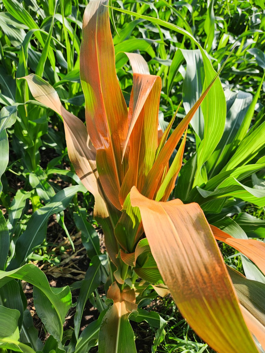 Growth check, let's check back in a week. @saskatchewan @silage @grazing