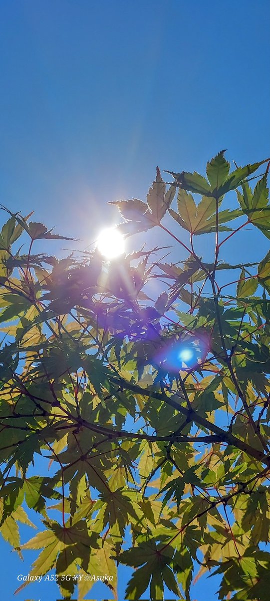 yumeasutw's tweet photo. #青空 にお日様ギラギラ日差しが強い土曜日の朝☀️✨
そよ風に揺れる #モミジ が涼しげです🌿
予想最高/最低気温🌡️36℃/25℃
晴れ☀️
お洗濯日和👕👖午後は南風が吹き🌬️➰🌿猛烈な暑さに😵💦
#庭木 #動画
#空の名前
#天気の図鑑 #雲の超図鑑
#積雲 #巻層雲 #sunshine
#a2023 #a0729 #a202307 https://t.co/XMb28919Fi