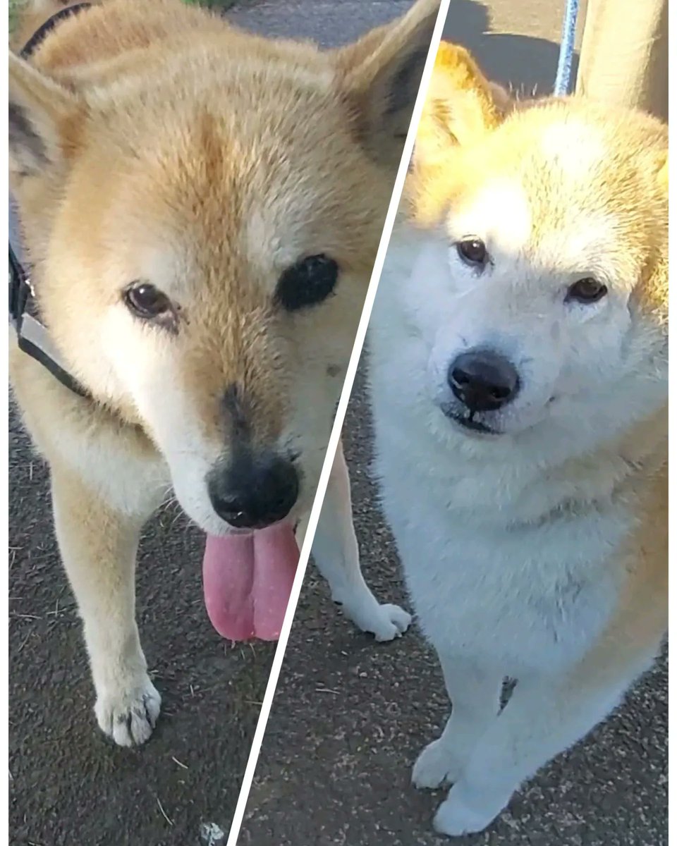 4815gon's tweet photo. ⁡おはご～んヾ(^｡^)ノ⁡
⁡ひゅうが君とむさし君♥️⁡
⁡#猛暑続くね🥵⁡
⁡#小金井公園⁡
⁡#シニアトリオ https://t.co/ix3DdweYMu