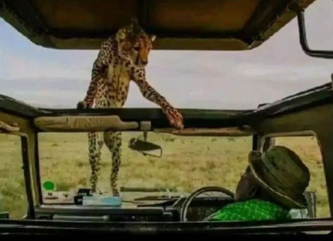 KeBravoo's tweet photo. Nionyeshe izo picha ulikuwa unapiga ninavyo kimbiza swala 😂 https://t.co/eRbb4toYjE