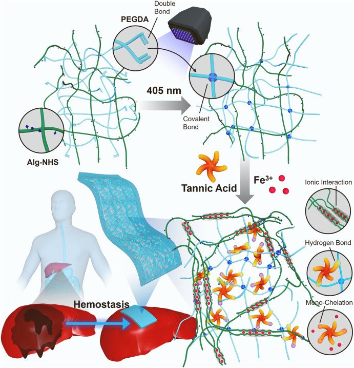 nasimannabi's tweet photo. Check out our most recent paper published in @Biomaterials on the synthesis and clinical application of a hemostatic adhesive patch for controlling internal organ bleeding!
@UclaCBE @UCLAengineering @BioEngUCLA 
https://t.co/L8cs6nIiUb https://t.co/aV8rRJryda