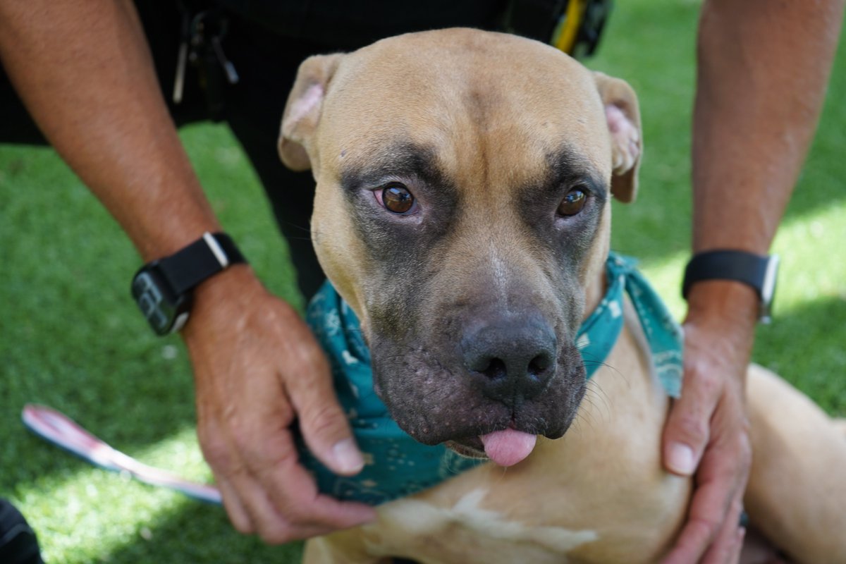 ArlingtonPD's tweet photo. To make matters even better -- Sgt. Davis dug into his own pockets and has already paid for Tulip's adoption fees. So she can be yours FOR FREE!

If you'd like to give Tulip a "furever" home, you can visit her at the #ArlingtonTX shelter (1000 SE Green Oaks Blvd). 

3/ https://t.co/7oDxR93sjs