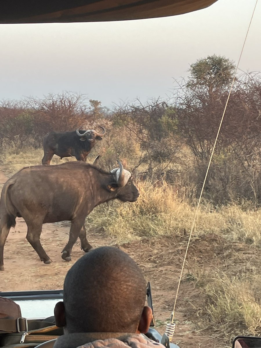 michelle_cb's tweet photo. The joy of seeing animals in their natural habitat! @Barrett01Robert https://t.co/R8JUZNaD9D