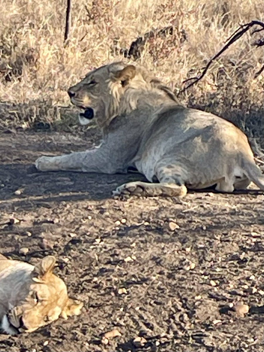 michelle_cb's tweet photo. Home from the best experience. Safari is a lifetime must do! @Barrett01Robert thank you sharing the joy but please remember I’m not on holiday…..it’s work!!! 😂 https://t.co/pGAzwZgw46