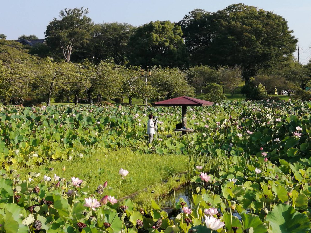 tsugamachi's tweet photo. 【つがの里の様子】
2023年7月29日つがの里です✨
#つがの里 #栃木市 #つがの里ハスまつり https://t.co/bEVXsoREM3