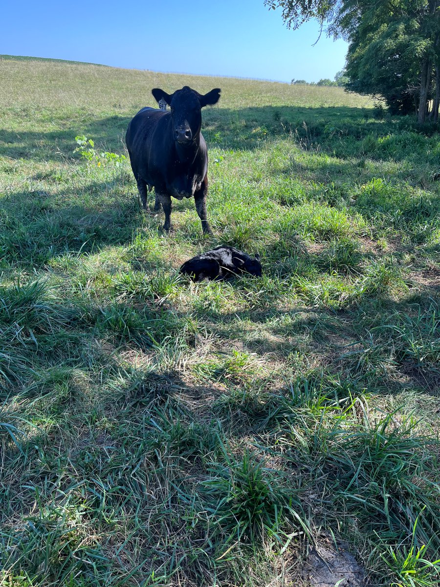 jharring21's tweet photo. It’s go time #hotcalving https://t.co/y2OxNDIZC3