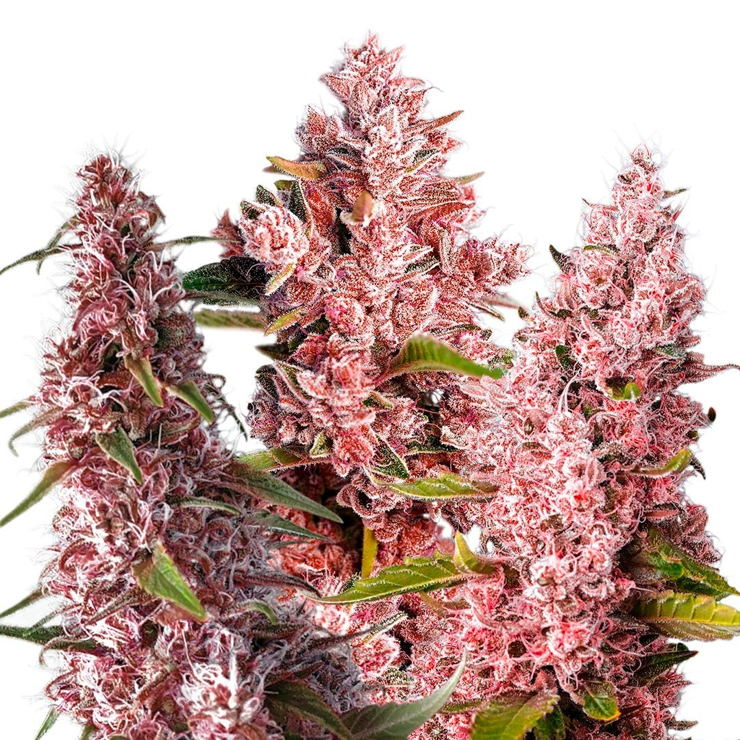 cannabishub's tweet photo. Can a pure CBD flower get some love too?? 💗

🌿 Red Pure Auto CBD
 📸 Sweet Seeds https://t.co/fnNvyWn2qx