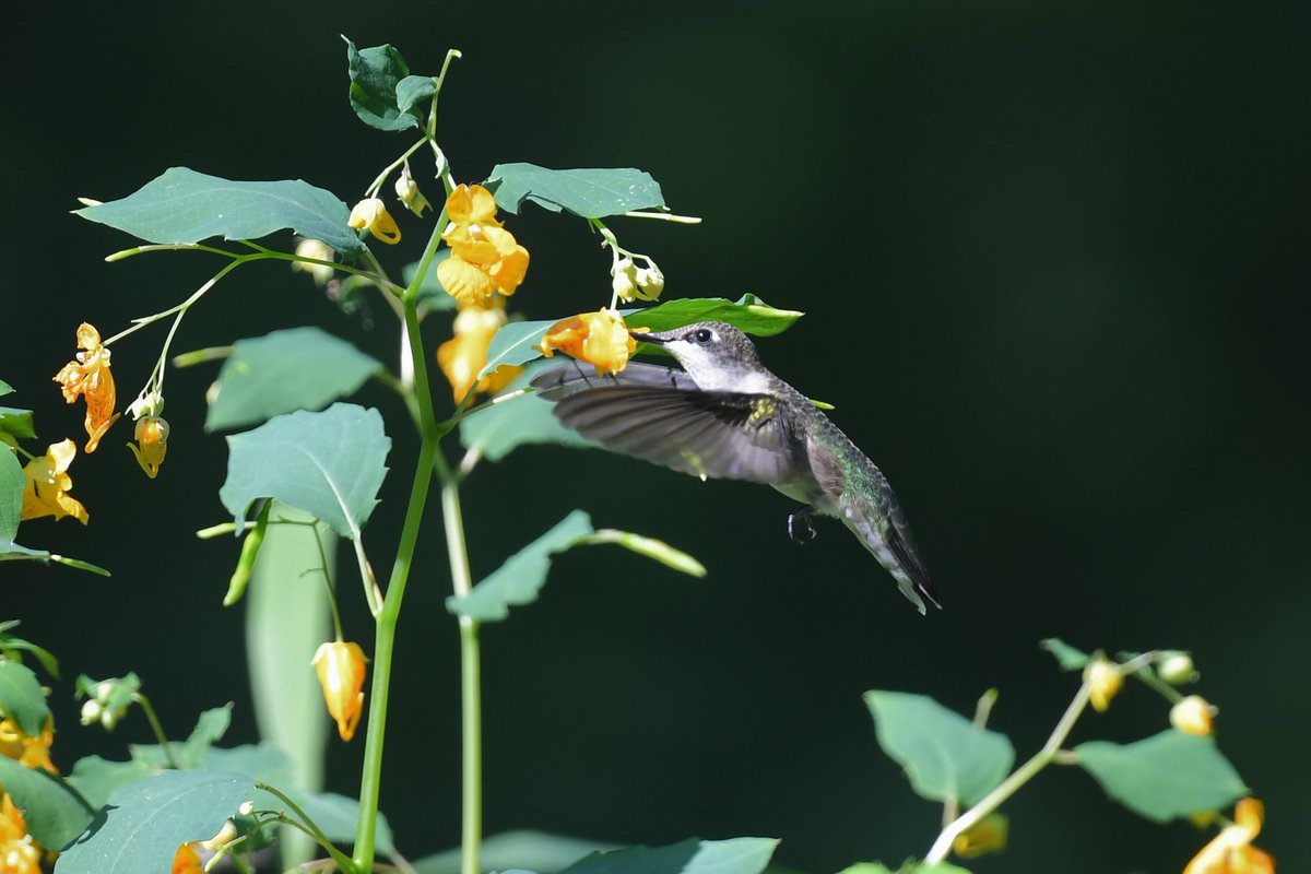 Ruby-throated Hummingbird enjoying some jewelweed