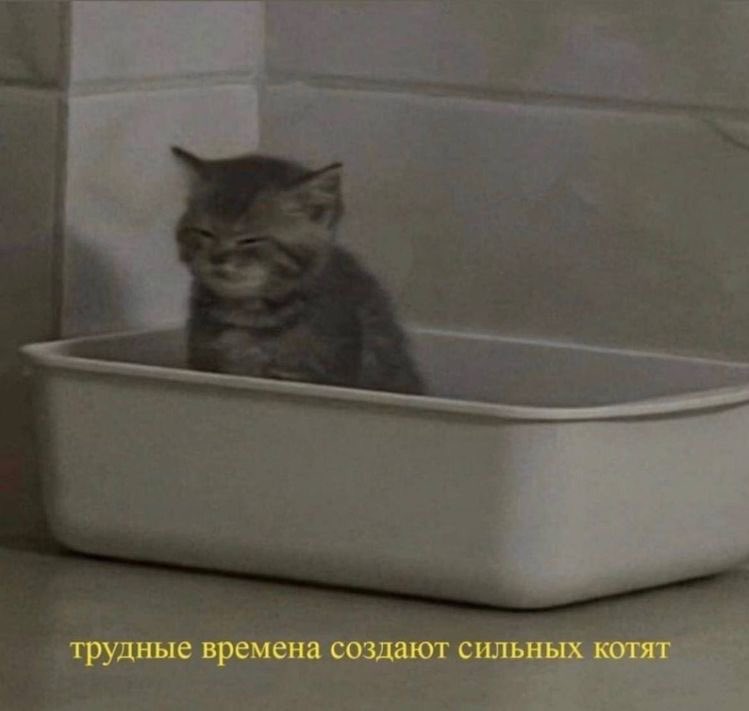 подхосолнух tweet media