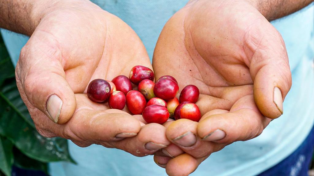 colombiacompra's tweet image. Él es Franklin Espitia, caficultor de la vereda El Guavio de Fusagasugá, Cundinamarca. 
Franklin atendió el llamado de @colombiacompra y ahora hace parte de ‘Café Social’, un ítem de nuestro Acuerdo Marco de Aseo y Cafetería
