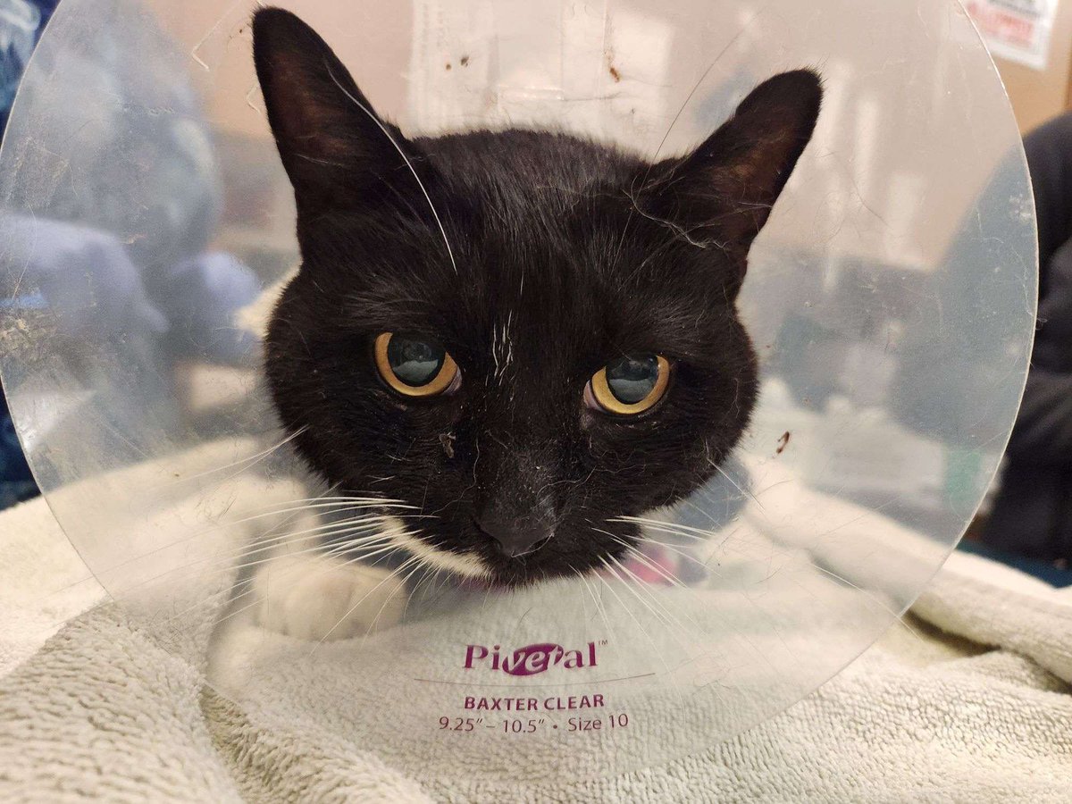 my partner's cat has just gotten back from the hospital from a life/death situation, bill is a 8.4k. we are accepting donations via ko-fi and elsewhere. RTs are appreciated, thank you so much.
ko-fi.com/starryxm00ns
venmo: venmo.com/u/ahuynhfarts
cashapp: cash.app/$ahfarts