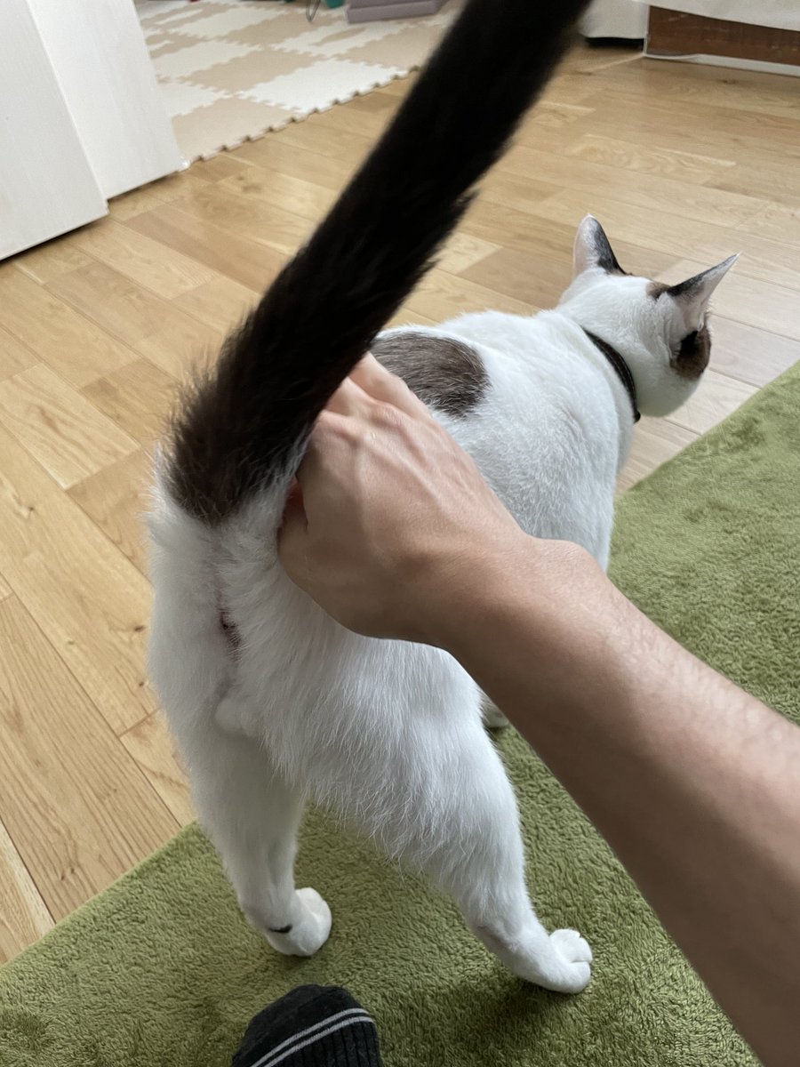 tsukune216's tweet photo. このツイートに「お尻叩け猫」の画像を貼ると世界が平和になります https://t.co/RXeuuxwJou