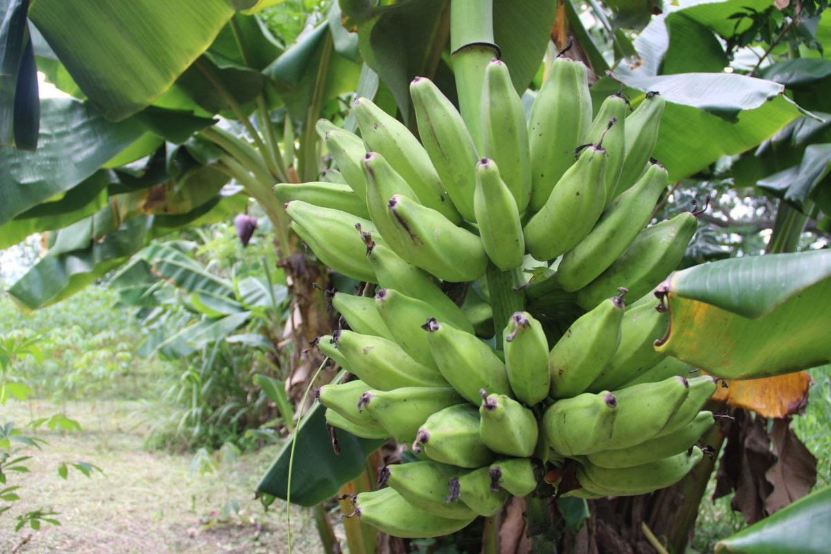 mippci_ven's tweet photo. #EsNoticia 🗞️| Gobierno Bolivariano entregó financiamientos y titularidad de tierras a 42 Mujeres Conuqueras en Yaracuy.
Con la finalidad de incrementar la participación de la mujer como sujeto fundamental en el desarrollo agrícola nacional. ¡Venezuela Produce! 
#AmigoComandante https://t.co/EavQTEHQ2P