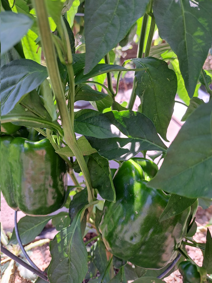 DegeorgeAnnette's tweet photo. RHESS Garden pics. @howell_stem  @howellprincipal  @dramaact1 https://t.co/QPNYTc7JSP