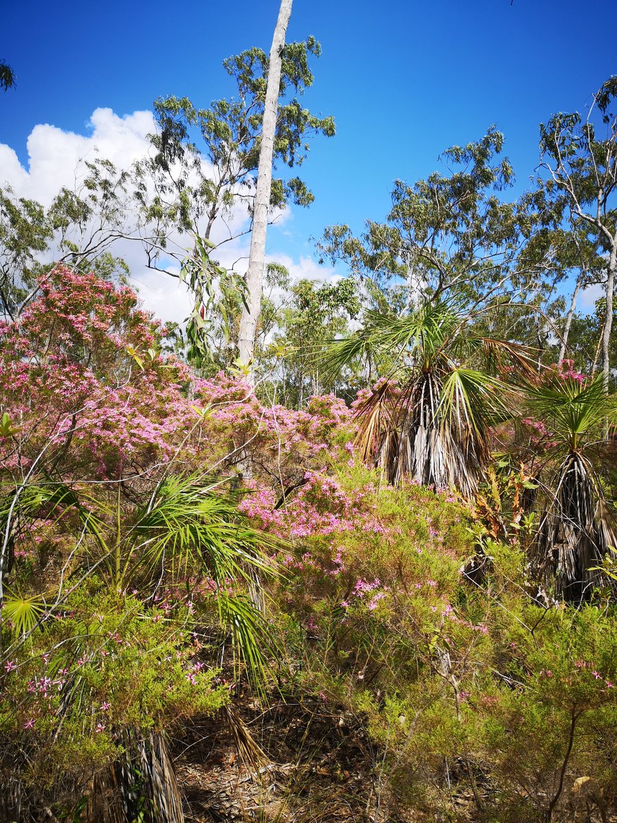 Learning how to find guku (stingless bee honey and pollen) with Yolŋu at Barrkira and teaching them how to sweep net solitary bees #science #ecology #womeninstem #womeninscience #conservation #savethebees #pollinators #stinglessbees #northeastarnhemland  #indigenousknowledge #TEK