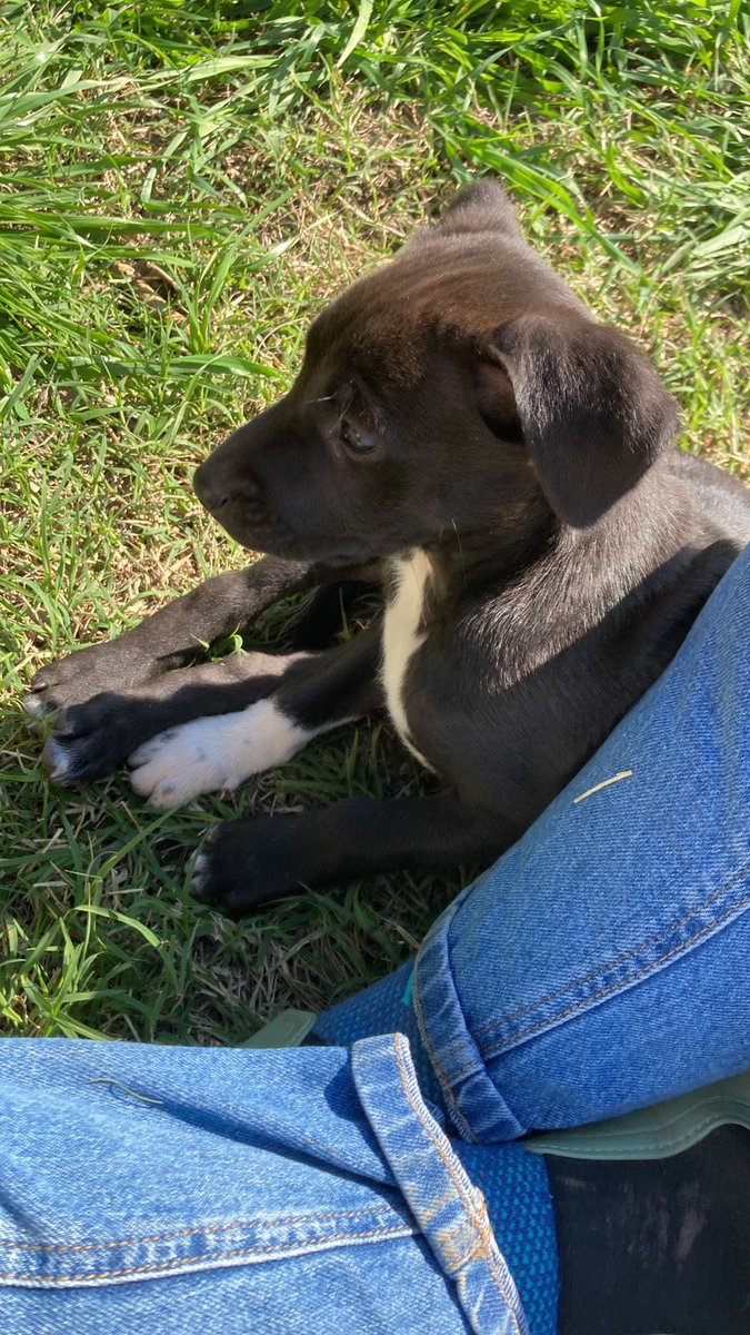 lagarzasosa_'s tweet photo. Mi amiga nati encontró 5 cachorritos en Zárate 
Viven sueltos en el campo pero cerca de la ruta, lo cual es un peligro
Si queres un perrito/a escribime, los llevamos a CABA y GBA 
Rt por favor 🙏 https://t.co/dbfm6cEzhU