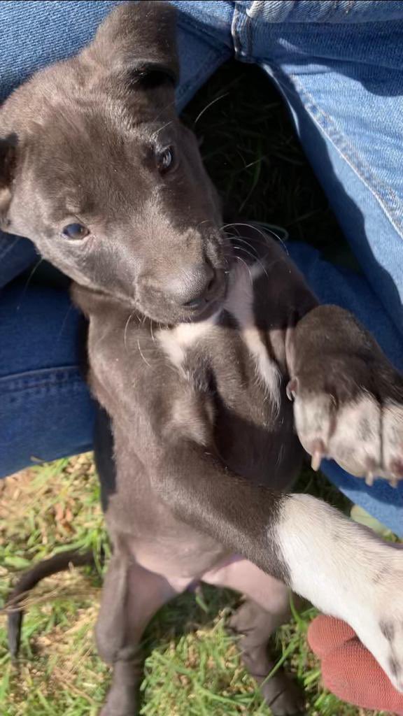 lagarzasosa_'s tweet photo. Mi amiga nati encontró 5 cachorritos en Zárate 
Viven sueltos en el campo pero cerca de la ruta, lo cual es un peligro
Si queres un perrito/a escribime, los llevamos a CABA y GBA 
Rt por favor 🙏 https://t.co/dbfm6cEzhU