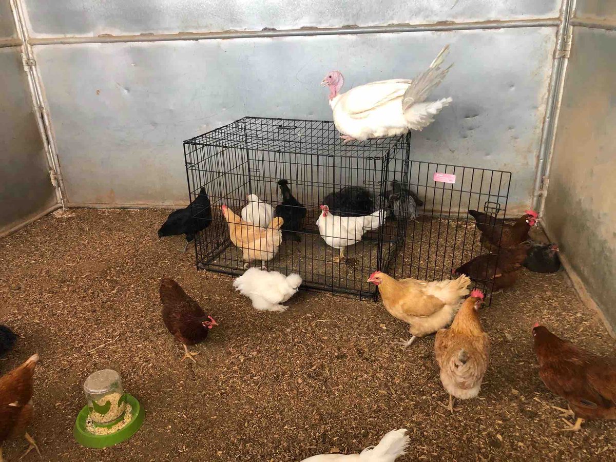YavapaiOEM's tweet photo. Thankful for LASER - Large Animal Shelters and Emergency Readiness and their sheltering of these barn animals that were evacuated from their homes during #GrapevineFire.
They sheltered: 11 horses, 1 mule, 1 pony, 4 goats, 3 pigs, 69 fowl (turkeys, chickens, and ducks). https://t.co/BLNY4aVwF8