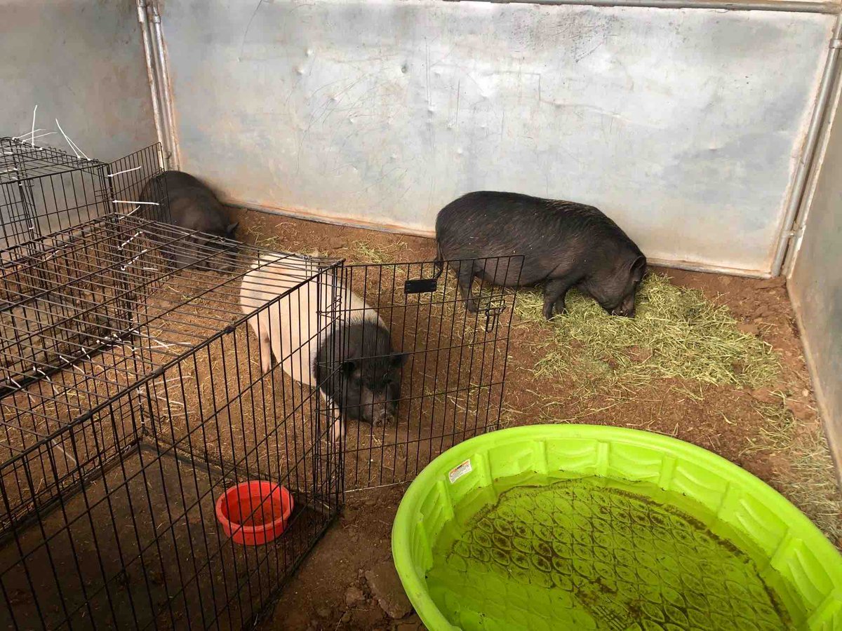 YavapaiOEM's tweet photo. Thankful for LASER - Large Animal Shelters and Emergency Readiness and their sheltering of these barn animals that were evacuated from their homes during #GrapevineFire.
They sheltered: 11 horses, 1 mule, 1 pony, 4 goats, 3 pigs, 69 fowl (turkeys, chickens, and ducks). https://t.co/BLNY4aVwF8