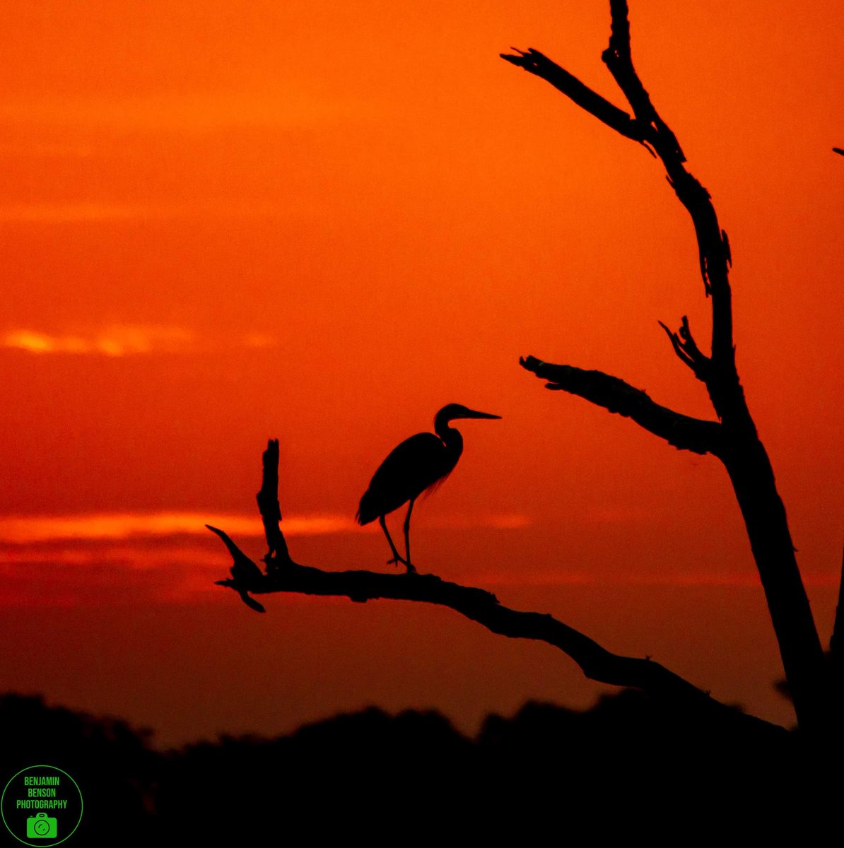 benjamin1088's tweet photo. Love silhouette photos

#NaturePhotograhpy #nature #sunrise #animallover #photography #photooftheday https://t.co/smIB5iGpgH