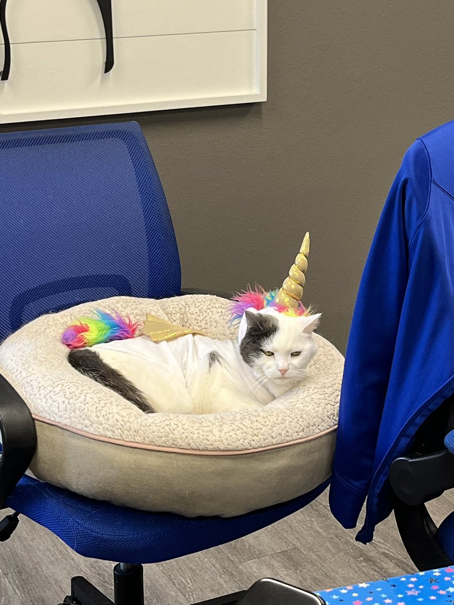 SAMericanHustla's tweet photo. The cat at my vet’s office is back with another outfit lol https://t.co/Xk1dN16Qzf
