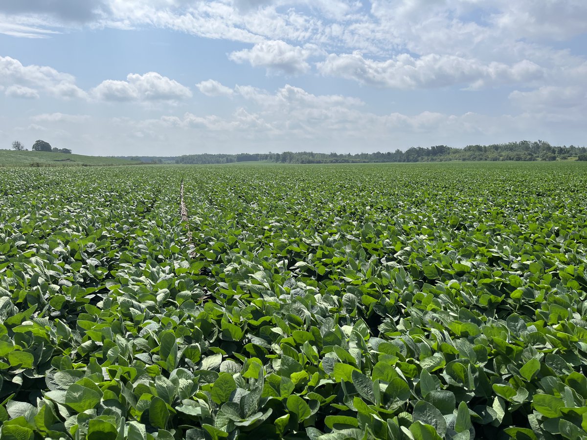 KeithWells6's tweet photo. Taku IP’s are looking good.  Planted no till in 30’ rows.  A Ceresco variety.  Getting fungicide pass today https://t.co/OEApRiG5sJ