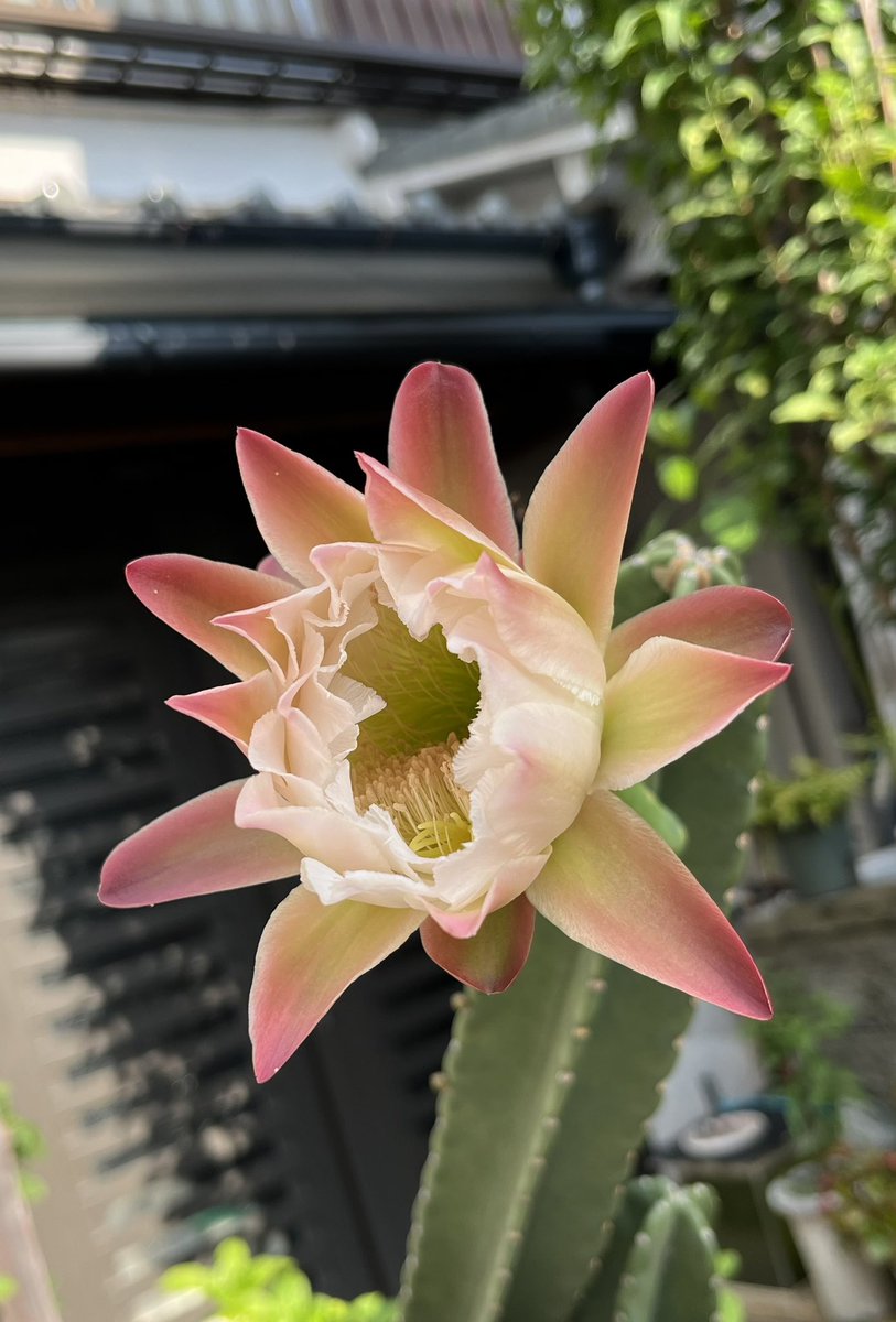 柱ｻﾎﾞﾃﾝの花