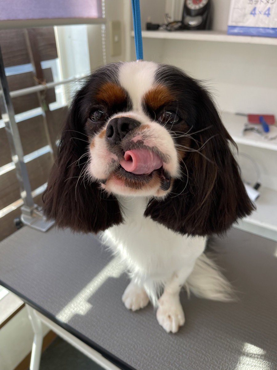 maco1001's tweet photo. ペロリん顔🐶🐶

#キャバリア https://t.co/99xser4JJR