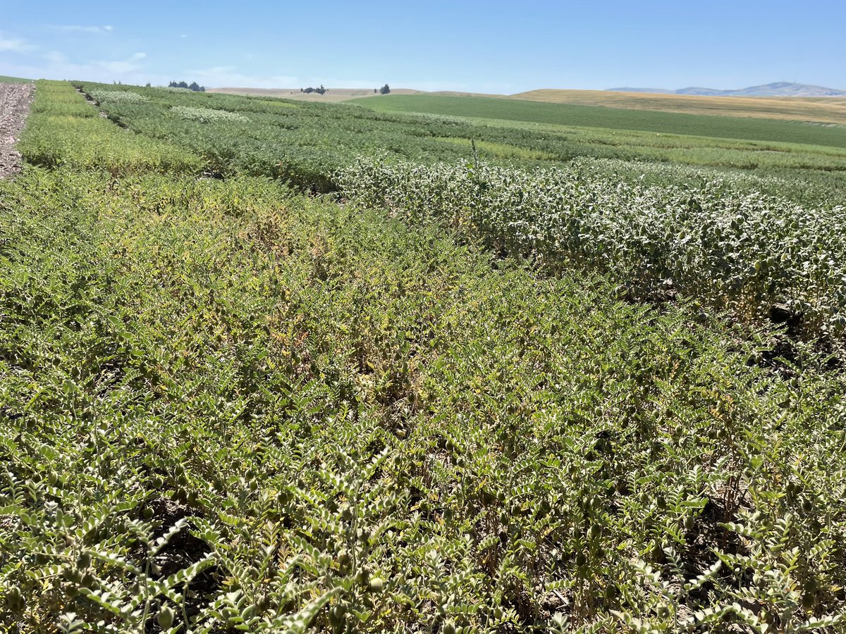 Next up is a tour of Dr. Rebecca McGee’s #lentil and #pea field trials.

Dr. McGee is a Research Geneticist with USDA-ARS working on the biofortification of peas and lentils for higher #mineral and #protein concentrations.

#plantprotein #pulses #nutrition #biofortification