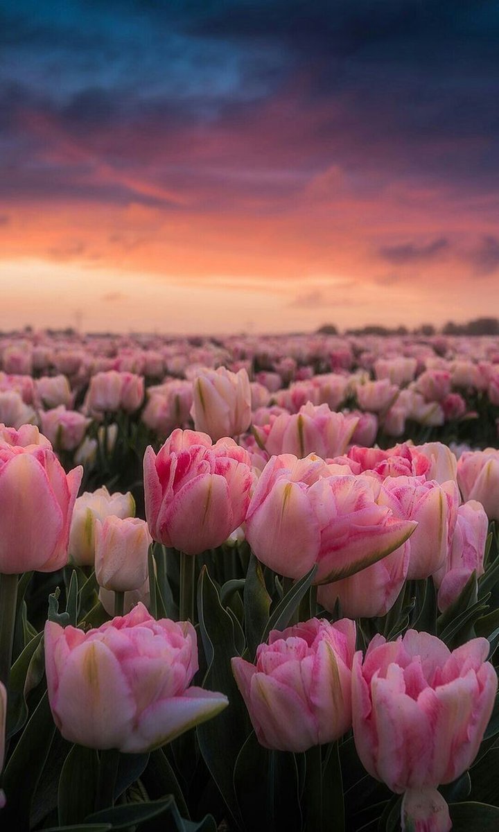 May you have peaceful and beautiful dreams. 🤗✨🌷