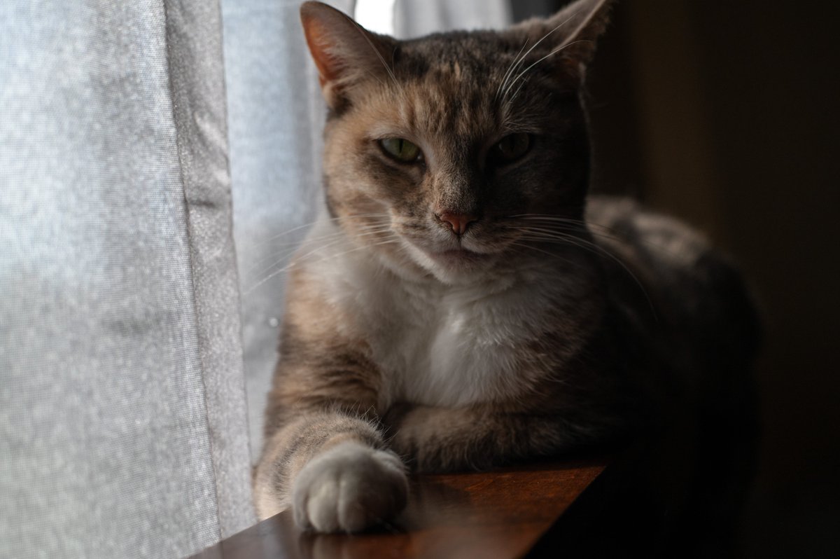 scamperbeasts's tweet photo. Sugar is here to let you know that the Scamperbeasts are branching out, and will now be over at Instagram as well! If you have an account there, you can follow them at https://t.co/0F7CxjlUwb. See you there! https://t.co/jzMjOw1s6e