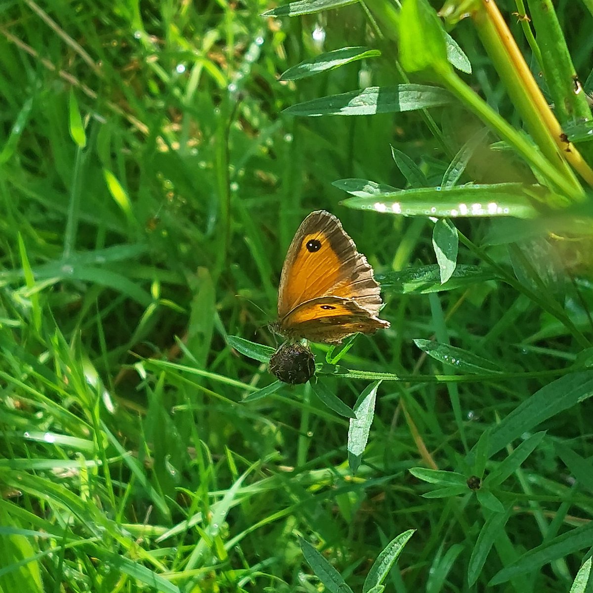 Cockington Park tweet media