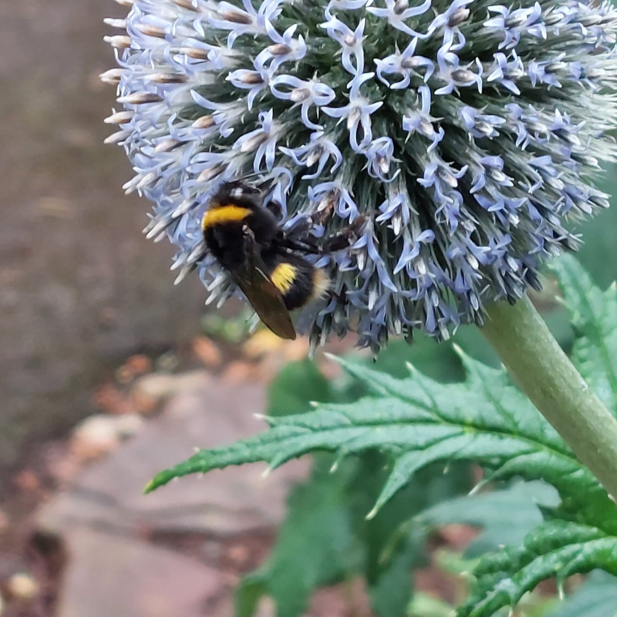 Cockington Park tweet media