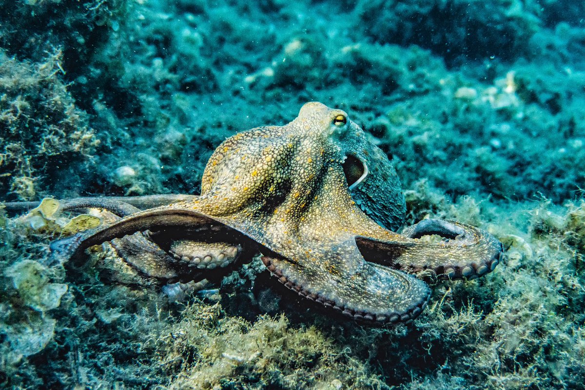 WondersAqua's tweet photo. The Octopus is the Six smartest animal in the world, and the second smartest creature in the ocean #WorldConservation #AquaWonders https://t.co/3rV96tiFgz