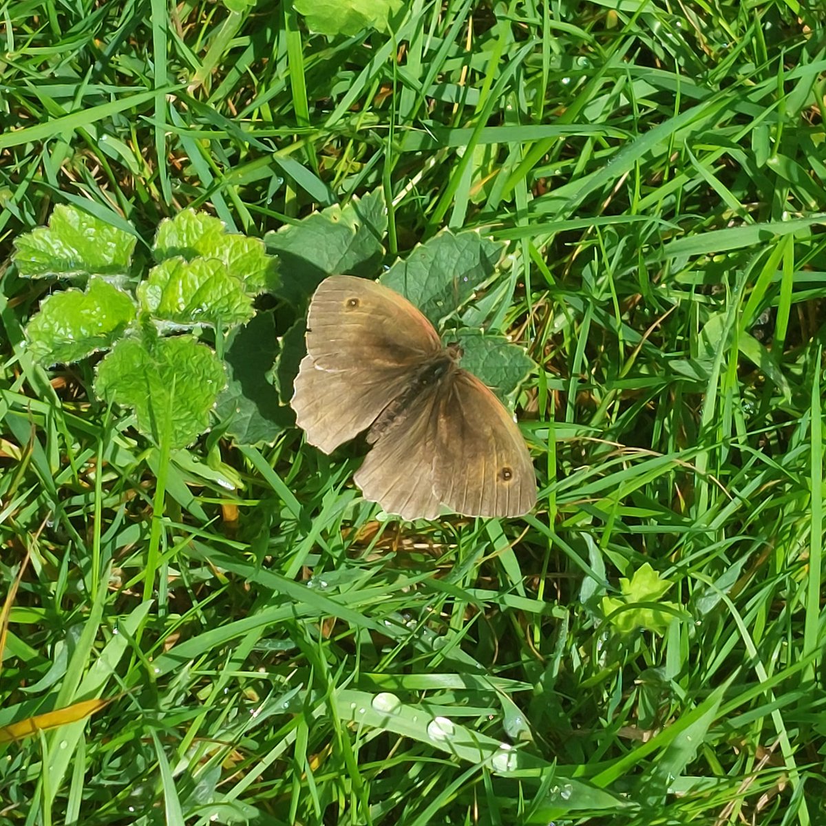 Here's just a snapshot of some of the pollinators found in the park this week.

From garden favourites to native wildflowers, the park offers a wide array of pollinator-friendly plants to support these insects.

#pollinatorplants #pollinators #gatekeeper #bee #meadowbrown