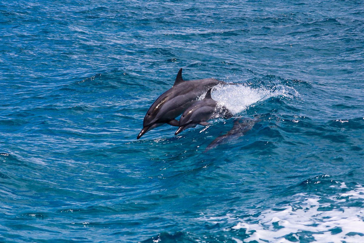 DolphinsAndYou's tweet photo. You and your family, out on a boat in the crystal blue waters of Oahu, surrounded by majestic dolphins. Watching these playful creatures jump and spin in the air, you can't help but be filled with a sense of wonder and joy. 🤩

#dolphintour #swimmingwithdolphins #oahuisland https://t.co/3bKgXE72Xg