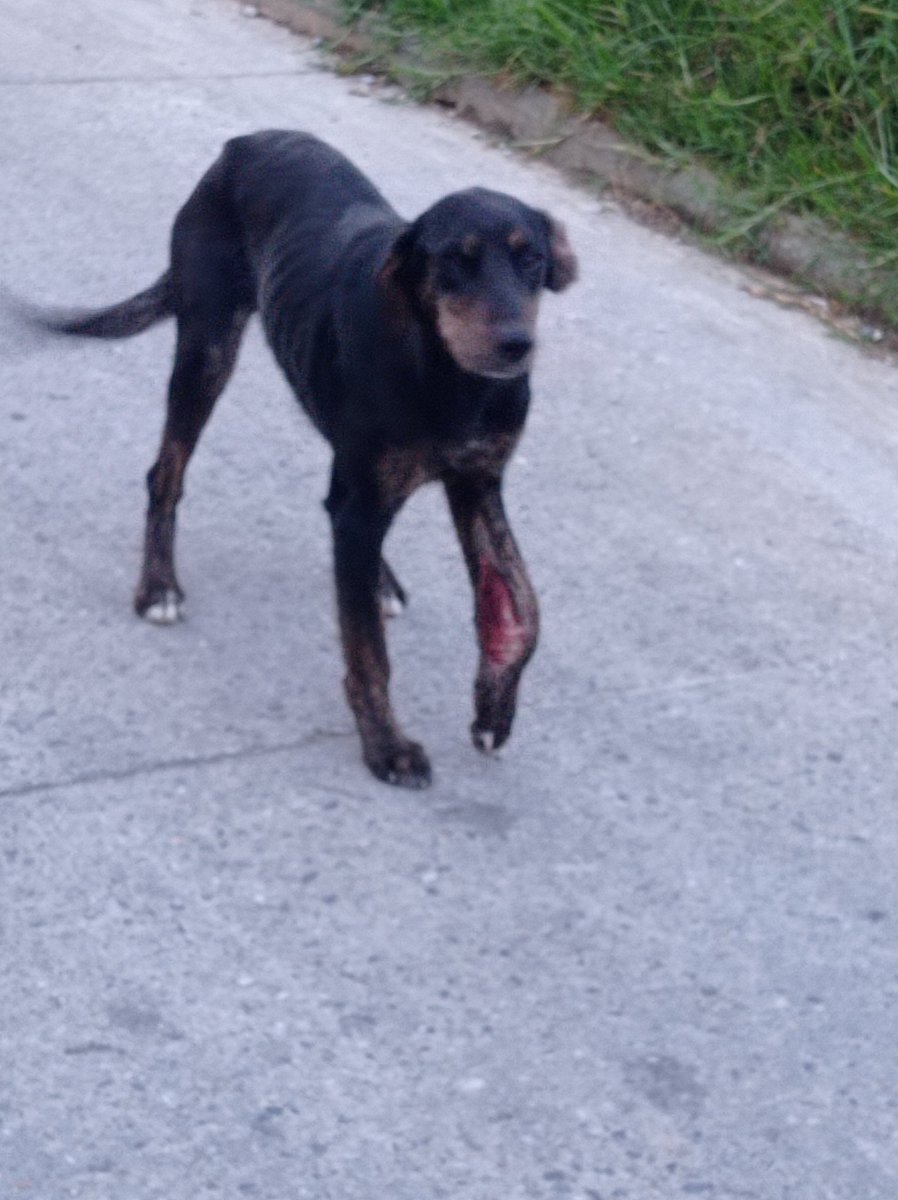 salnnia's tweet photo. ¿Alguien sabe a dónde se puede llamar en Marinilla o con quién podemos hablar?
Este perrito está abandonado por los Rosales hace días, lo atropelló un carro y tiene una herida abierta en la patita, no puede caminar bien
@mmarinilla @GildardoHurtado
RT por favor https://t.co/yuOIt39AyM