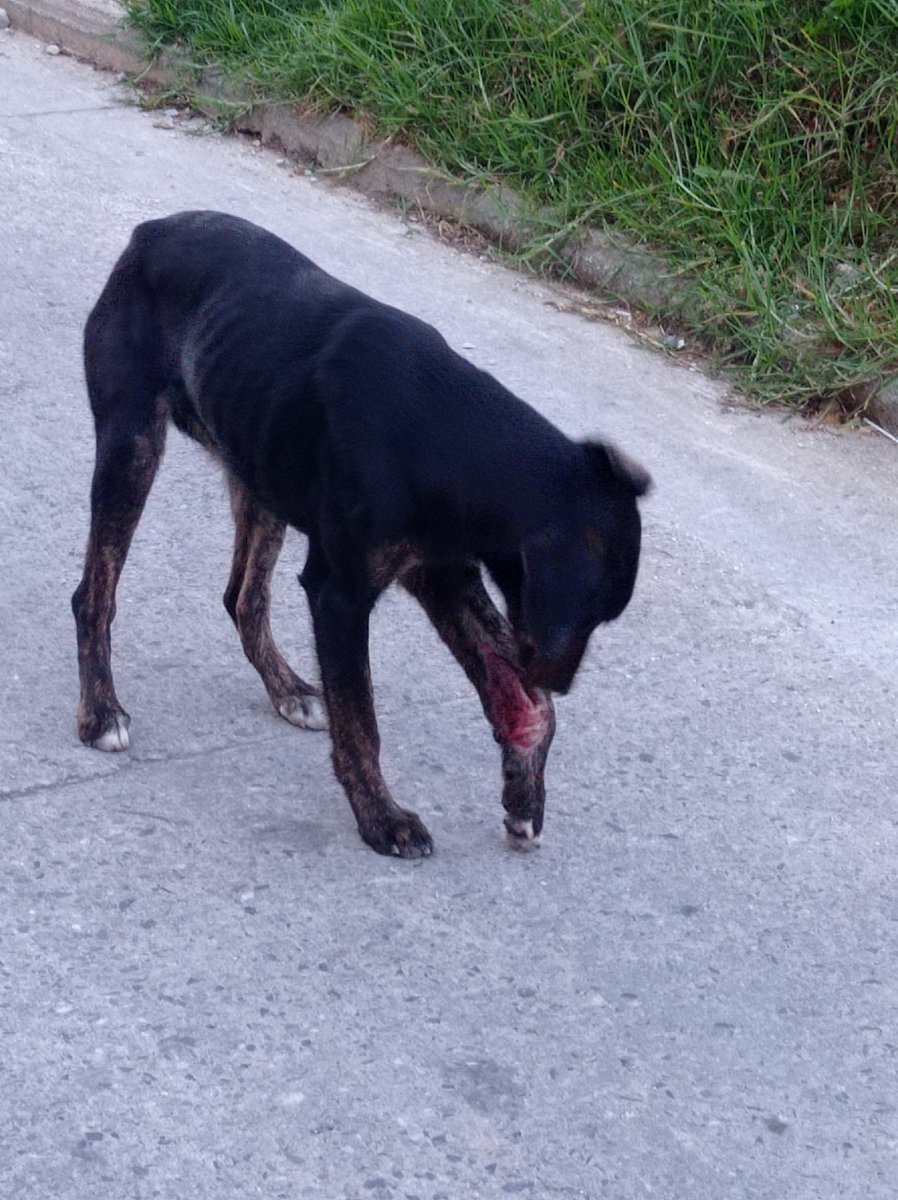 salnnia's tweet photo. ¿Alguien sabe a dónde se puede llamar en Marinilla o con quién podemos hablar?
Este perrito está abandonado por los Rosales hace días, lo atropelló un carro y tiene una herida abierta en la patita, no puede caminar bien
@mmarinilla @GildardoHurtado
RT por favor https://t.co/yuOIt39AyM