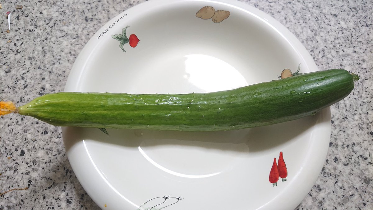 銅線アンテナ設置75日目。
キュウリさんが大きく育ち初収穫出来ました！やはり自分で育ててきた野菜を収穫出来るのって、嬉しいですね(*^-^*)