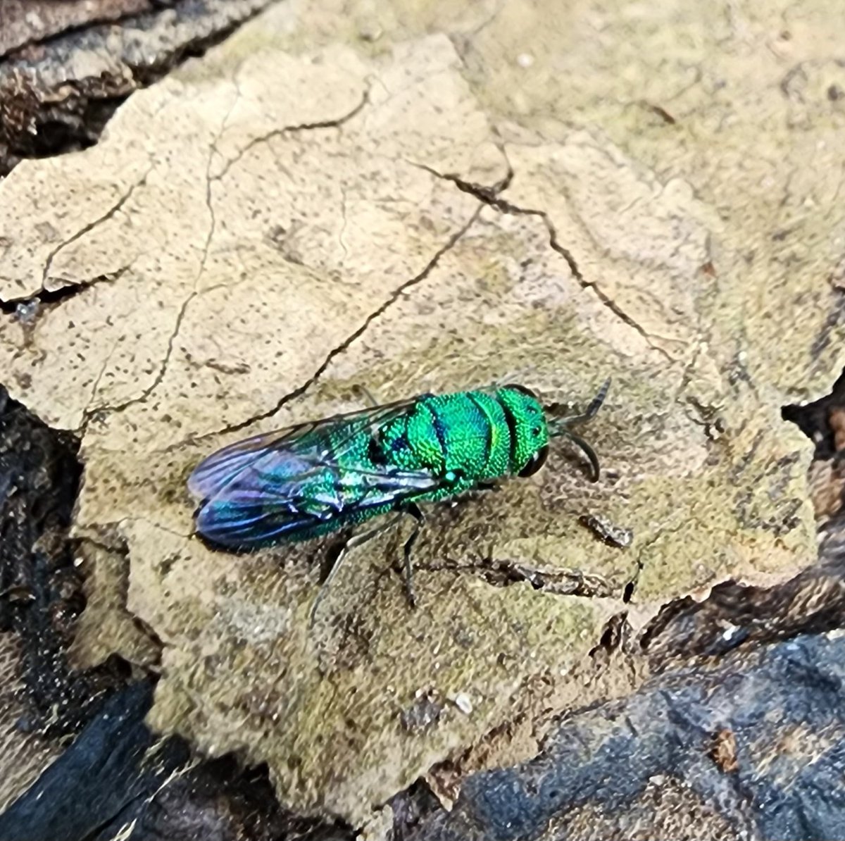 rine_matt's tweet photo. Look at this gorgeous Cuckoo Wasp one of the kids pointed out at camp yesterday! https://t.co/zaUNPTFJEL