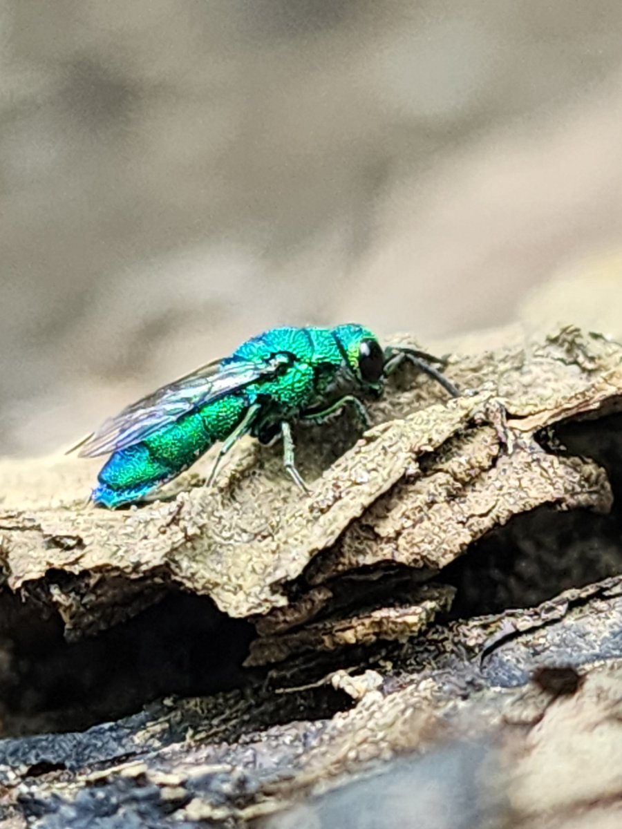 rine_matt's tweet photo. Look at this gorgeous Cuckoo Wasp one of the kids pointed out at camp yesterday! https://t.co/zaUNPTFJEL