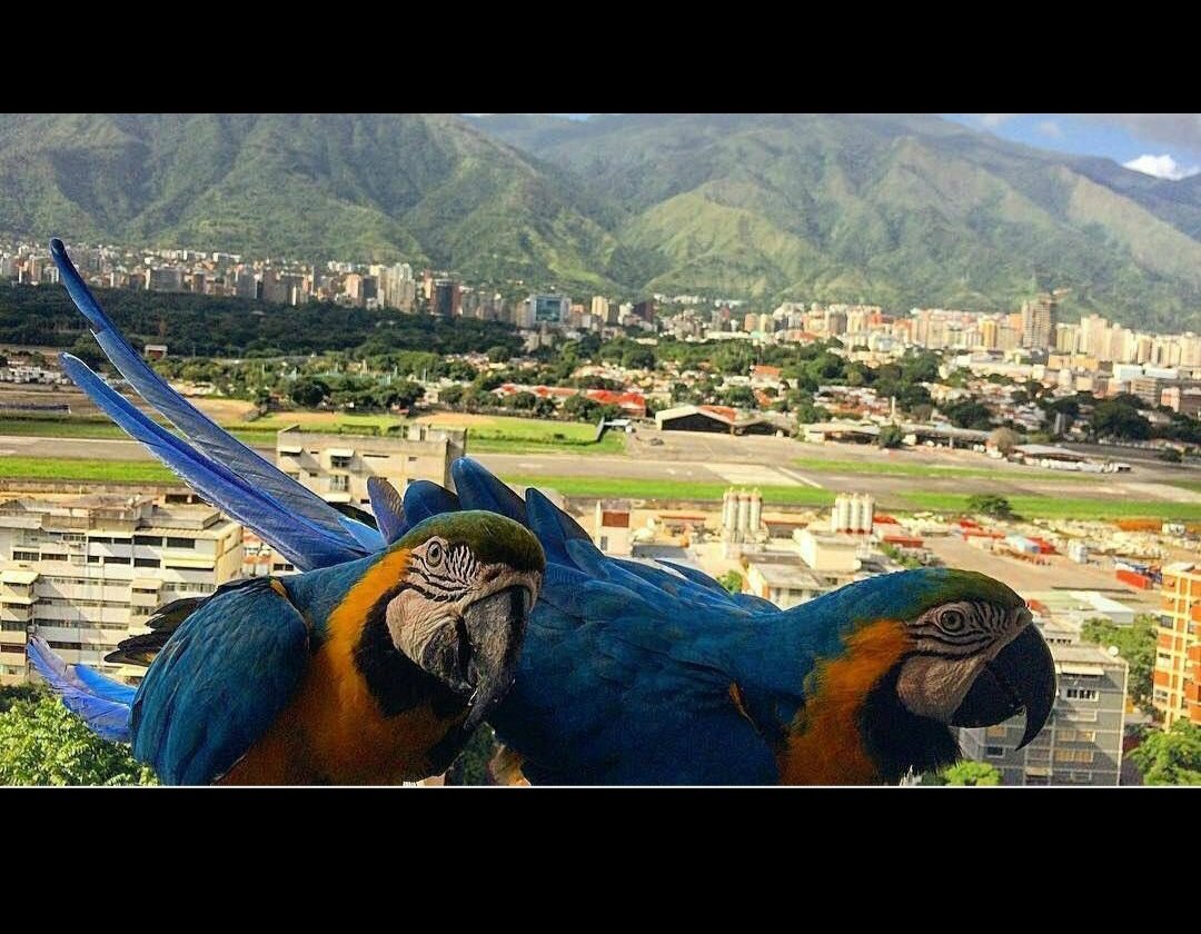 fullcemento's tweet photo. @anaruize Guacamayas de Caracas ( aquí también tenemos balcones jajaja), y al fondo el aeropuerto La Carlota. https://t.co/03AYIGUCtB