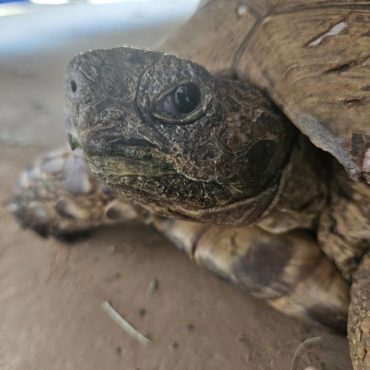 am580radio's tweet photo. Mitch McConnell, THE TURTLE. https://t.co/GSNNLx9jzM