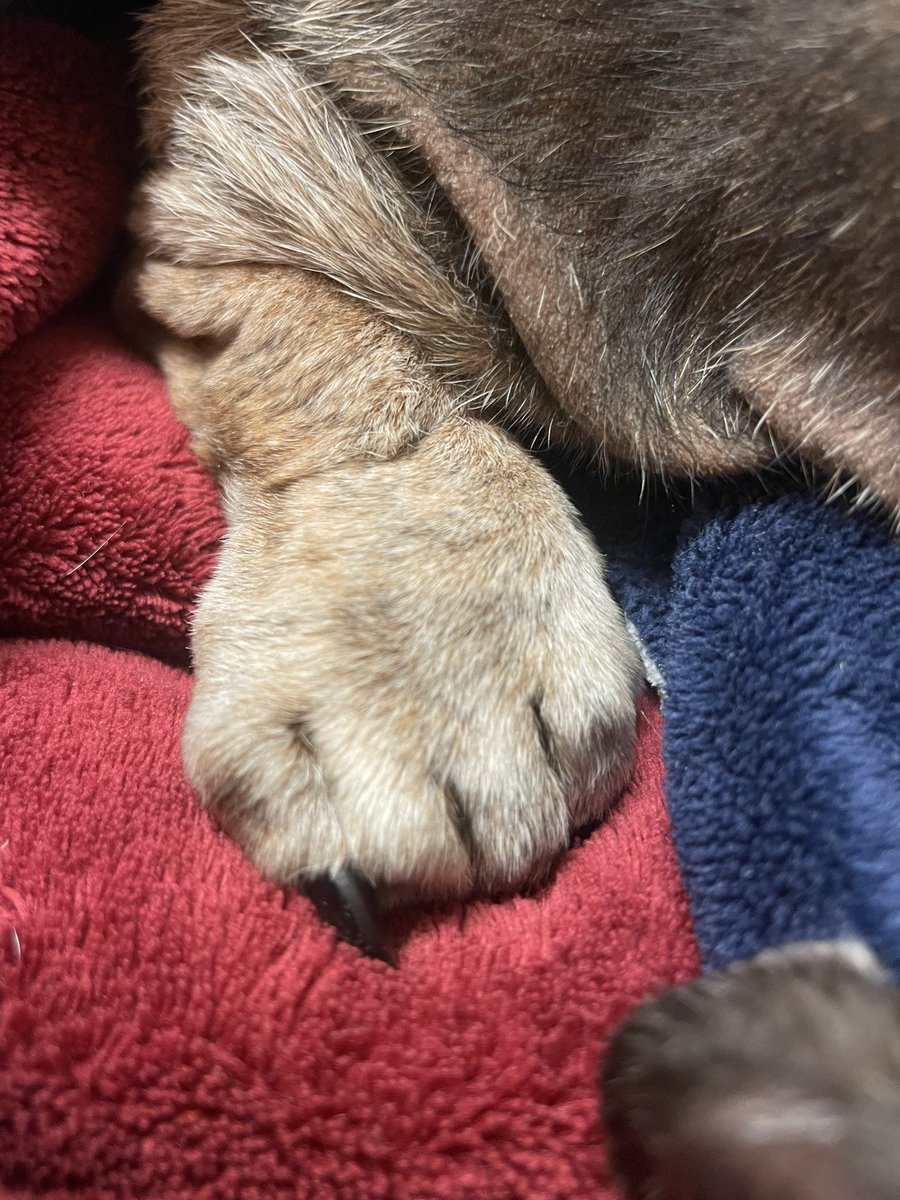 (Cokes RIP) & Bridget tweet media