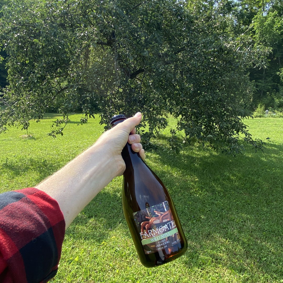FarmgateCider's tweet photo. Our Wild Apple Estate Cider is made from apples from self-seeded wild apple trees (like this one)! It's crisp and tart. A winner on a hot day!
#estatecider #cider #ottawa #orchard #summerdrinks #wildapples #organic https://t.co/TyPheSlc56