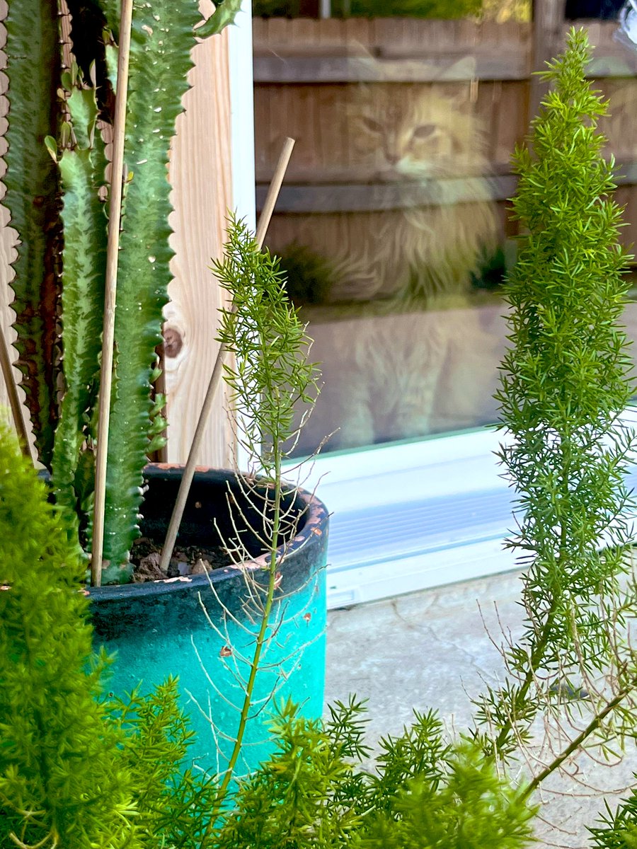 New movie out this Friday called “Nacho Privacy” 😾