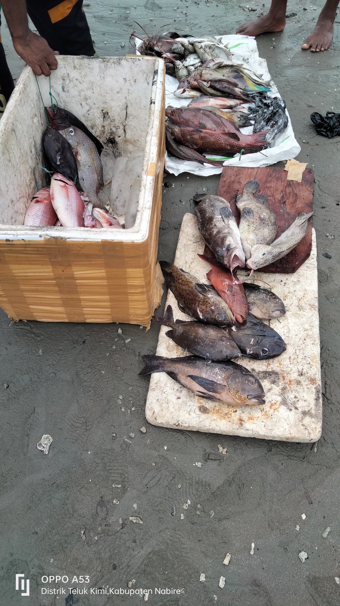 ribut_raharjo's tweet photo. Santu(29-07-2023),Ribut Raharjo Luhkan Kab.Nabire melakukan kegiatan kunjungan kepada pelaku utama nelayan Abraham dengan hadil tangkapan sebanyak 50 kg, harga jual 50.000/,kg
#giatluhkanSatminkalBp3Ambon
#laporan
#tangkap 
#Nabire https://t.co/8JJ7ROd3PQ
