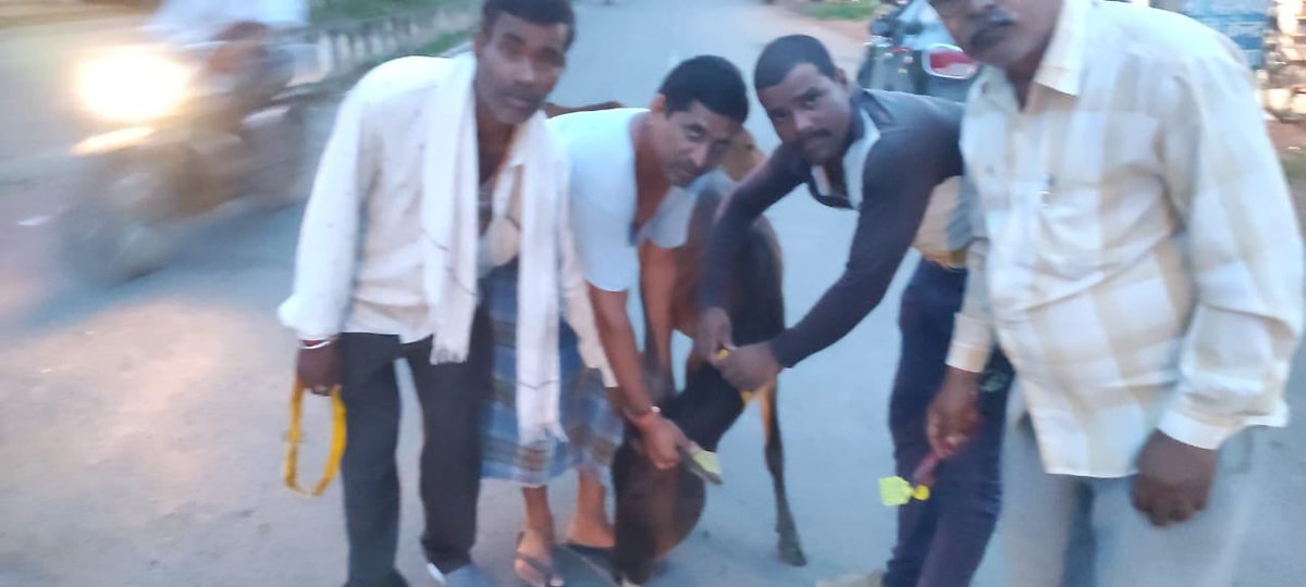 IASTripathiCG's tweet photo. #StrayCattles #ReflectiveBands
दशरंगपुर @MungeliDistt 25 animals tagged with bands @ChhattisgarhCMO @RChoubeyCG @amitabhjn @KPSingh_IAS @DPRChhattisgarh @Dept_of_AHD #AnimalWelfare https://t.co/Cl3vsegQbr